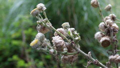 Fotografia da espécie Helichrysum foetidum