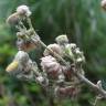 Fotografia 26 da espécie Helichrysum foetidum do Jardim Botânico UTAD