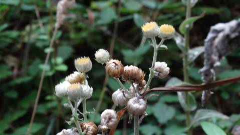 Fotografia da espécie Helichrysum foetidum