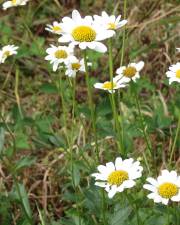 Fotografia da espécie Leucanthemum pseudosylvaticum