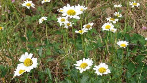 Fotografia da espécie Leucanthemum pseudosylvaticum