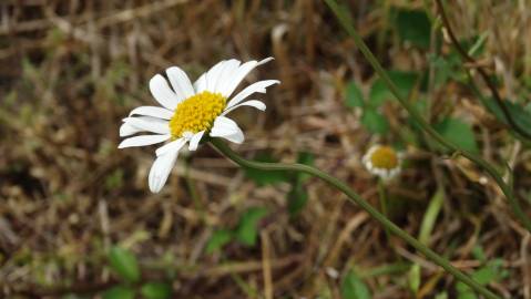 Fotografia da espécie Leucanthemum pseudosylvaticum