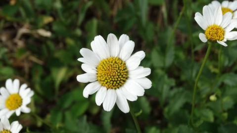 Fotografia da espécie Leucanthemum pseudosylvaticum