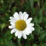 Fotografia 3 da espécie Leucanthemum pseudosylvaticum do Jardim Botânico UTAD