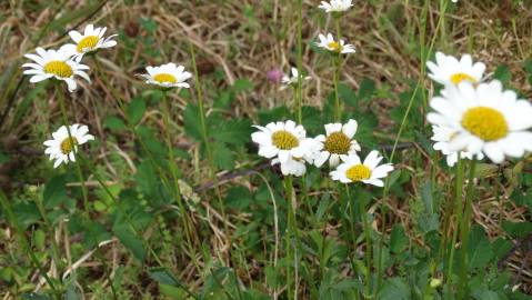 Fotografia da espécie Leucanthemum pseudosylvaticum