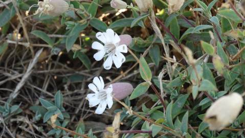 Fotografia da espécie Silene uniflora subesp. uniflora