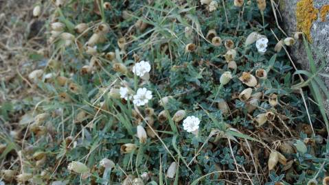 Fotografia da espécie Silene uniflora subesp. uniflora