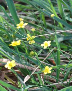 Fotografia 12 da espécie Ranunculus flammula no Jardim Botânico UTAD