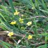 Fotografia 12 da espécie Ranunculus flammula do Jardim Botânico UTAD