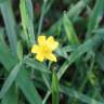 Fotografia 13 da espécie Ranunculus flammula do Jardim Botânico UTAD