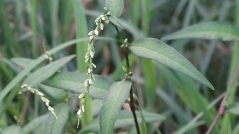 Fotografia da espécie Polygonum hydropiper