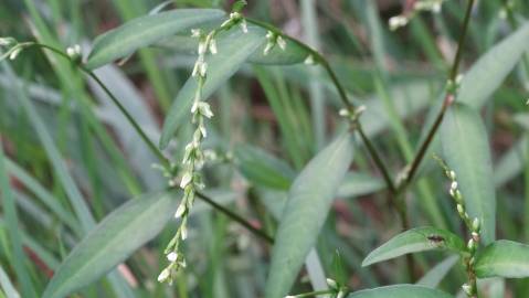 Fotografia da espécie Polygonum hydropiper