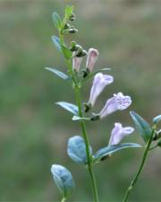 Fotografia da espécie Scutellaria minor