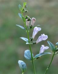 Scutellaria minor