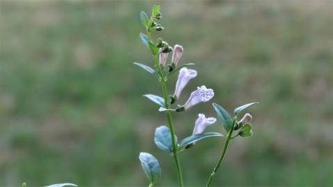 Fotografia da espécie Scutellaria minor