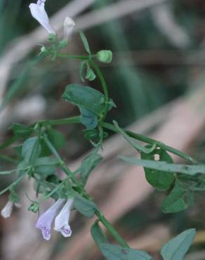 Fotografia 3 da espécie Scutellaria minor no Jardim Botânico UTAD