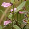 Fotografia 6 da espécie Scutellaria minor do Jardim Botânico UTAD