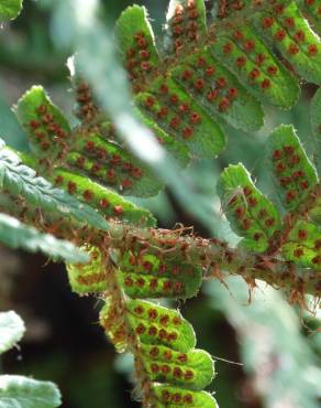 Fotografia 16 da espécie Dryopteris affinis subesp. borreri var. borreri no Jardim Botânico UTAD