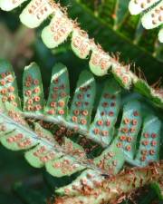 Fotografia da espécie Dryopteris affinis