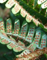 Dryopteris affinis subesp. borreri var. borreri