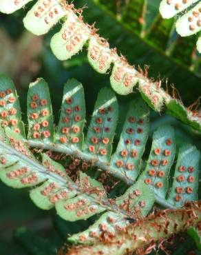 Fotografia 1 da espécie Dryopteris affinis subesp. borreri var. borreri no Jardim Botânico UTAD