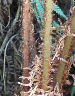 Fotografia 17 da espécie Dryopteris affinis subesp. borreri var. borreri no Jardim Botânico UTAD