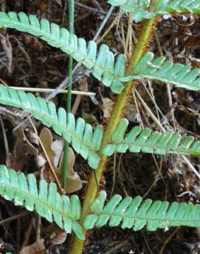 Fotografia 18 da espécie Dryopteris affinis subesp. borreri var. borreri no Jardim Botânico UTAD