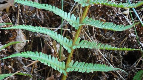 Fotografia da espécie Dryopteris affinis subesp. borreri var. borreri