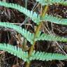 Fotografia 18 da espécie Dryopteris affinis subesp. borreri var. borreri do Jardim Botânico UTAD