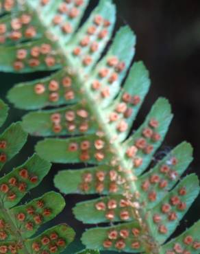 Fotografia 19 da espécie Dryopteris affinis subesp. borreri var. borreri no Jardim Botânico UTAD