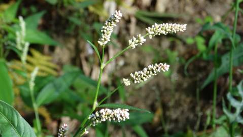 Fotografia da espécie Polygonum lapathifolium