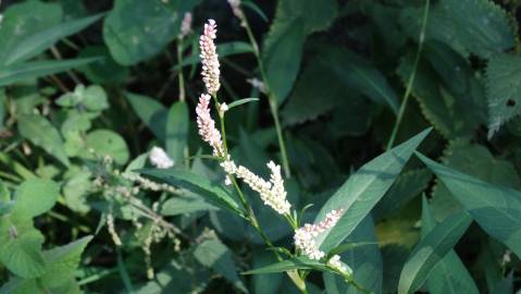 Fotografia da espécie Polygonum lapathifolium