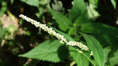 Fotografia da espécie Polygonum lapathifolium