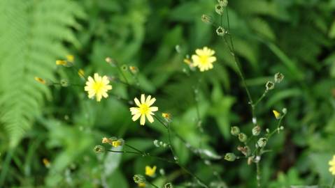 Fotografia da espécie Crepis lampsanoides