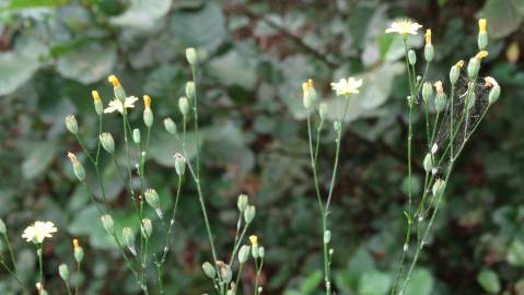 Fotografia da espécie Crepis lampsanoides