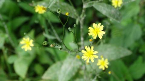 Fotografia da espécie Crepis lampsanoides