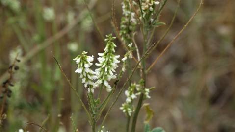 Fotografia da espécie Melilotus albus