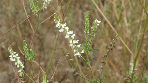 Fotografia da espécie Melilotus albus