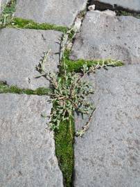 Fotografia da espécie Polygonum aviculare