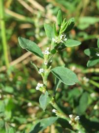 Fotografia da espécie Polygonum aviculare
