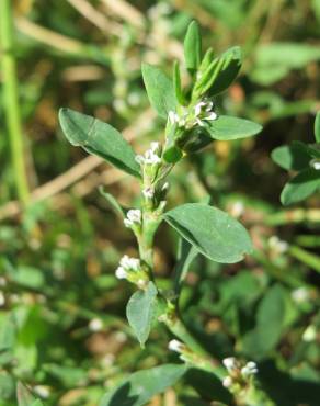 Fotografia 8 da espécie Polygonum aviculare no Jardim Botânico UTAD