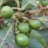 Fotografia 13 da espécie Laurus nobilis do Jardim Botânico UTAD