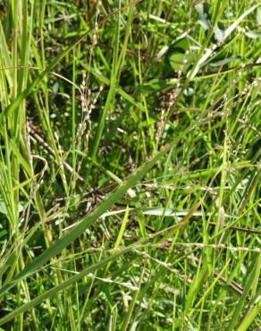 Fotografia 11 da espécie Panicum repens no Jardim Botânico UTAD