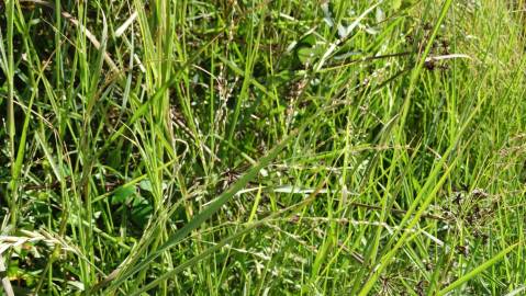 Fotografia da espécie Panicum repens