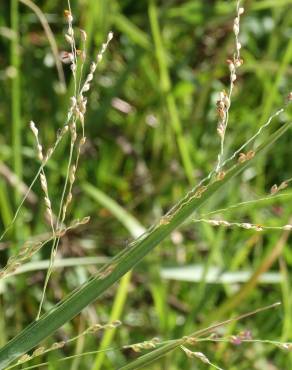 Fotografia 12 da espécie Panicum repens no Jardim Botânico UTAD