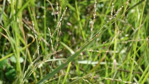 Fotografia da espécie Panicum repens