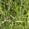 Fotografia 12 da espécie Panicum repens do Jardim Botânico UTAD