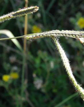 Fotografia 19 da espécie Paspalum dilatatum no Jardim Botânico UTAD