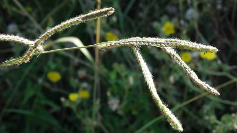 Fotografia da espécie Paspalum dilatatum