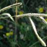 Fotografia 19 da espécie Paspalum dilatatum do Jardim Botânico UTAD